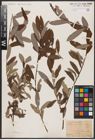 Foto von Salix aurita L. x Salix eleagnos Scop.